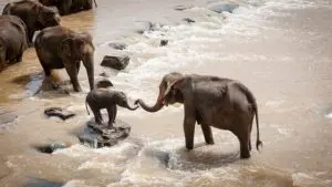 Eléphanteau hésitant à traverser une rivière